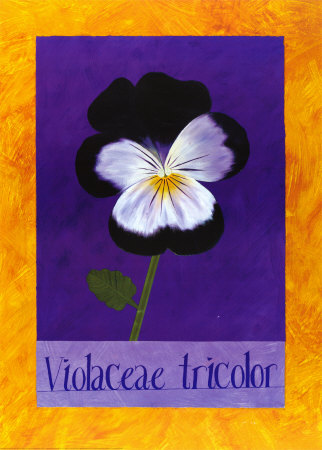Violaceae Tricolor by Sue Allen Pricing Limited Edition Print image