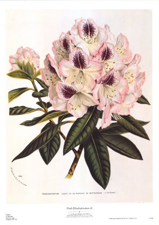 Pink Rhododendron Ii by Francois Van Houtte Pricing Limited Edition Print image