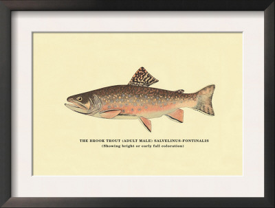 The Brook Trout, Showing Bright Or Early Fall Coloration by H.H. Leonard Pricing Limited Edition Print image