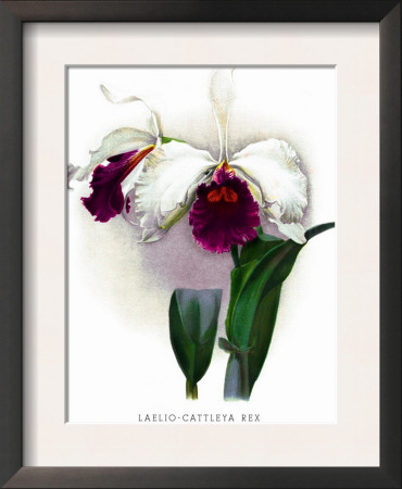 Laelio-Cattleya Rex by H.G. Moon Pricing Limited Edition Print image