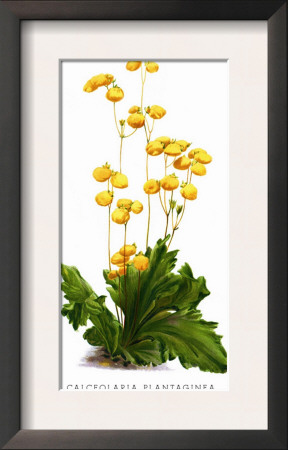 Calceolaria Plantaginea by H.G. Moon Pricing Limited Edition Print image