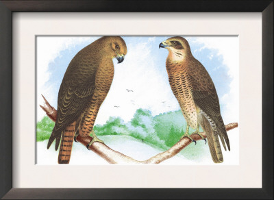 Hen Hawk And Swainson's Hawk by Theodore Jasper Pricing Limited Edition Print image