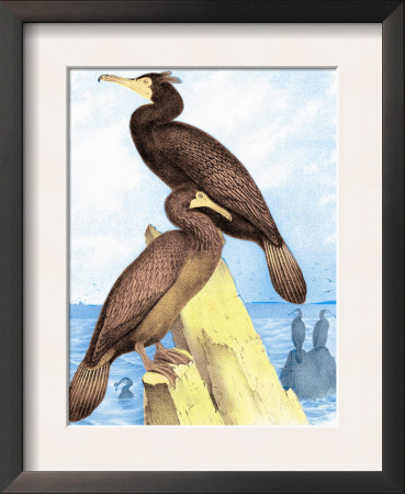 Townsend's Cormorant by Theodore Jasper Pricing Limited Edition Print image