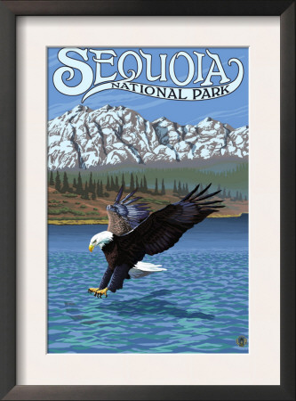 Sequoia Nat'l Park - Eagle Fishing - Lp Poster, C.2009 by Lantern Press Pricing Limited Edition Print image