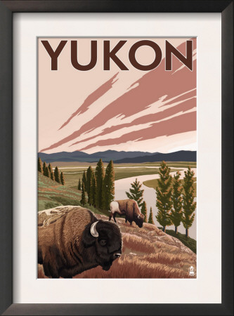 Yukon, Canada - Bison And River, C.2009 by Lantern Press Pricing Limited Edition Print image