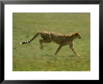 Cheetah, Africa by John Dominis Pricing Limited Edition Print image