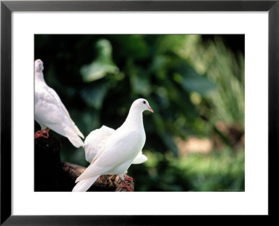 Doves by Bill Romerhaus Pricing Limited Edition Print image
