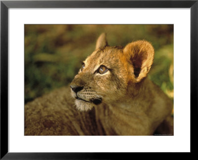 Lion Cub Looking Up, Pilanesberg National Park, South Africa by Walter Bibikow Pricing Limited Edition Print image