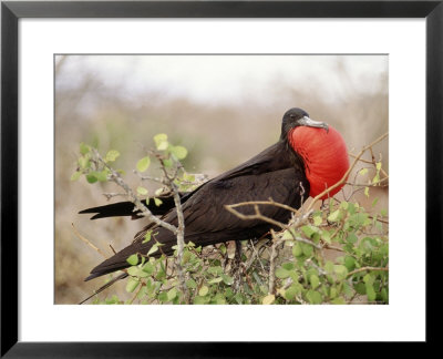 Frigate In Full Display, Galapagos Island, Ecuador by Yvette Cardozo Pricing Limited Edition Print image