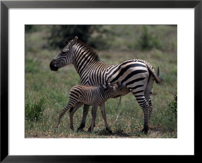 Burchell's Zebra Foal Nursing, Tanzania by Robert Franz Pricing Limited Edition Print image