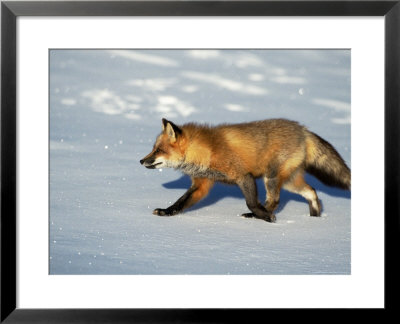 Red Fox On Snow, Vulpes Fulva, Mt by Robert Franz Pricing Limited Edition Print image