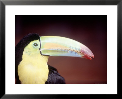 Toucan, Alajuela, Costa Rica, Central America by Scott Christopher Pricing Limited Edition Print image