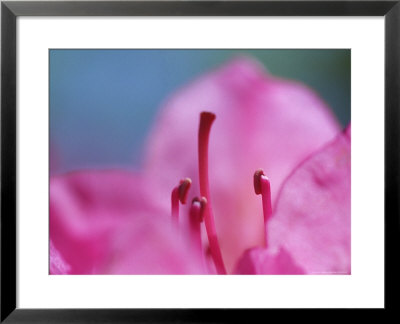 Wholly Daisy, Picacho Peak State Park, Near Tucson, Az by Roger Holden Pricing Limited Edition Print image