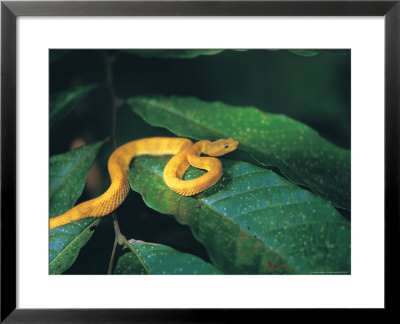 Eyelash Viper Snake by Timothy O'keefe Pricing Limited Edition Print image