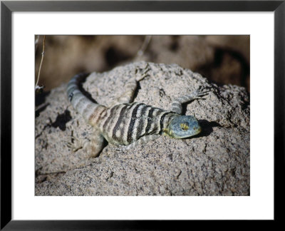 Baja Rock Lizard (Petrosaurus Thalassinus) by Ernest Manewal Pricing Limited Edition Print image