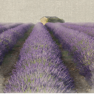 Lavender Field by Bret Staehling Pricing Limited Edition Print image