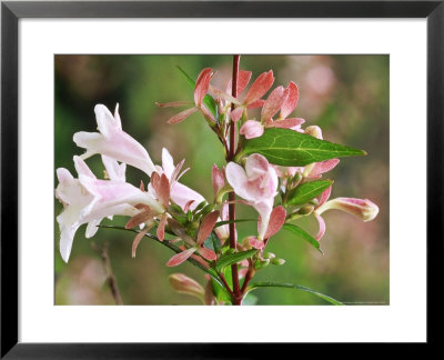 Abelia X Grandiflora Agm In Flower by Mark Bolton Pricing Limited Edition Print image