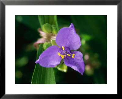 Prairie Spiderwort by Mark Bolton Pricing Limited Edition Print image