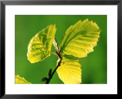 Alnus Incana Aurea (European Alder) by Mark Bolton Pricing Limited Edition Print image