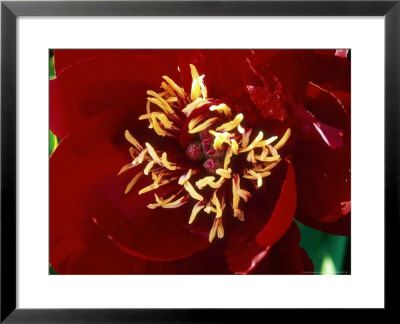 Paeonia Buckeye Belle (Peony), Close-Up Of Dark Maroon Flower by Mark Bolton Pricing Limited Edition Print image