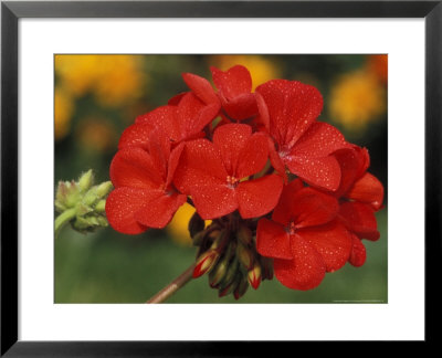 Pelargonium (Patio Scarlet) by Chris Burrows Pricing Limited Edition Print image