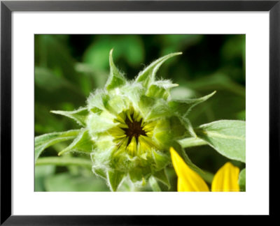 Helianthus Annuus (Gold & Silver) Flower Bud by Chris Burrows Pricing Limited Edition Print image