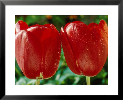 Tulipa Prominence With Dew Drops by Chris Burrows Pricing Limited Edition Print image
