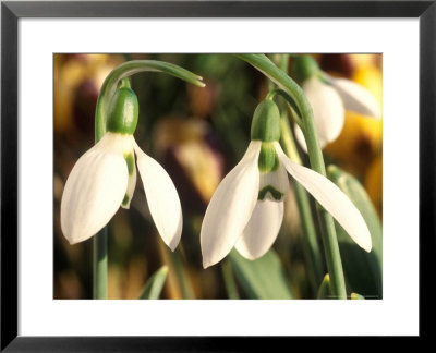 Galanthus Elwesii (Snowdrop) Close-Up Of White Flower, January by Chris Burrows Pricing Limited Edition Print image
