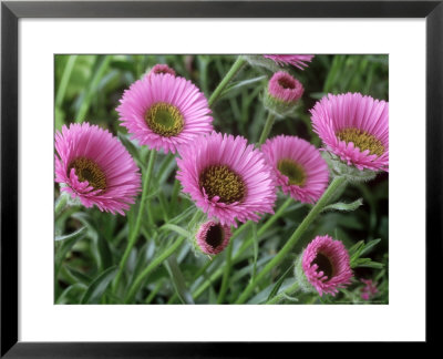 Erigeron Four Winds by Chris Burrows Pricing Limited Edition Print image