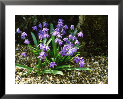 Scilla Sibirica Spring Beauty by Brian Carter Pricing Limited Edition Print image