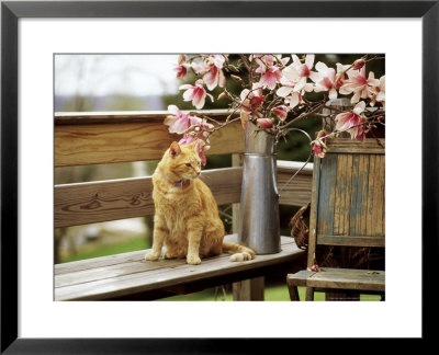 Close-Up Of Alert Ginger Cat, On Wooden Bench, With Twigs Of Flowering Magnolia In Metal Jug by Erika Craddock Pricing Limited Edition Print image