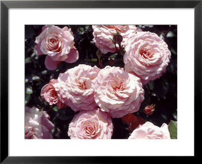 Rosa Macrexy (Syn. Rosa Sexy Rexy) (Floribunda Rose), Pink Flower by Dennis Davis Pricing Limited Edition Print image