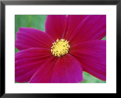 Cosmos Sulphureus Dazzler (Cosmos), Close-Up Of Pink Flower by Michael Davis Pricing Limited Edition Print image
