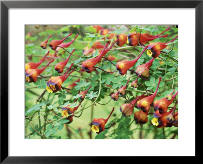 Tropaeolum Tricolor, March by Christopher Fairweather Pricing Limited Edition Print image