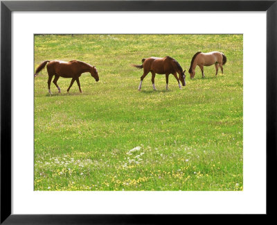 Three Horses In Field Of Buttercups & Cow Parsley by Bjorn Forsberg Pricing Limited Edition Print image