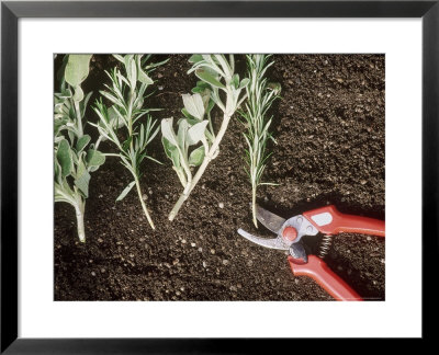 Propagation Of Herbs, Salvia (Sage) & Rosmarinus (Rosemary) On Soil,Red Secateurs by Georgia Glynn-Smith Pricing Limited Edition Print image