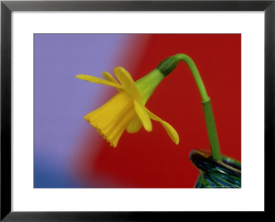 Narcissus In Glass Container With Red & Blue Background by James Guilliam Pricing Limited Edition Print image