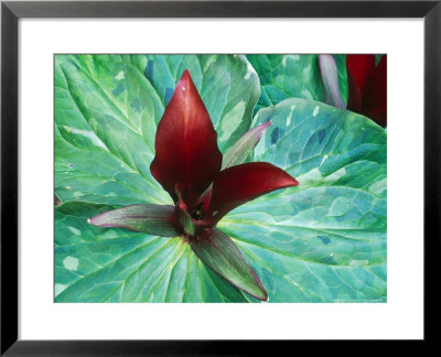 Trillium Chloropetalum Gigantium by Sunniva Harte Pricing Limited Edition Print image