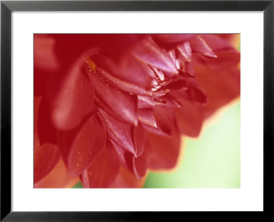 Dahlia Grenadier (Small Waterlily Group), Close-Up Of A Red Flower by Hemant Jariwala Pricing Limited Edition Print image