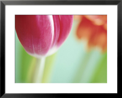 Tulipa T Marjoletti by Andre Jordan Pricing Limited Edition Print image