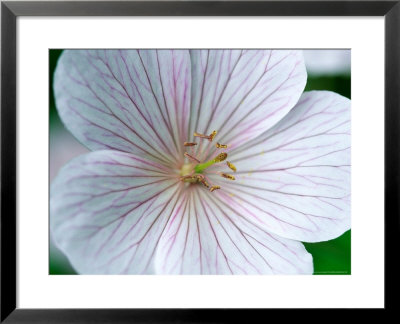 Geranium Clarkei Kashmir White by Lynn Keddie Pricing Limited Edition Print image