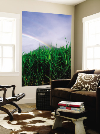 Rainbow Over Sugar Cane Field by Jean Robert Pricing Limited Edition Print image