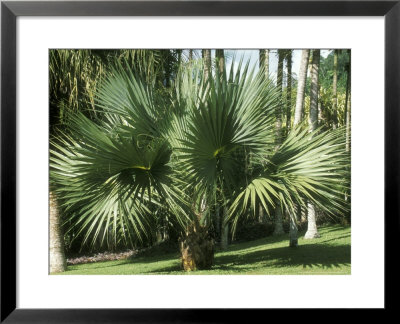 Bismarckia Nobilis (Fan Palm) by Michele Lamontagne Pricing Limited Edition Print image