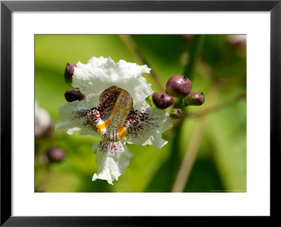 Catalpa Bignonioides (Indian Bean Tree) by Susie Mccaffrey Pricing Limited Edition Print image