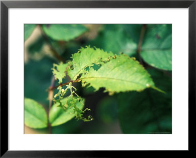 Rose Leaves Damaged By Sawfly Lavae by David Murray Pricing Limited Edition Print image