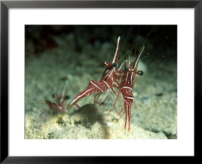 Hingeback Shrimp, Dancing, New Caledonia by Tobias Bernhard Pricing Limited Edition Print image