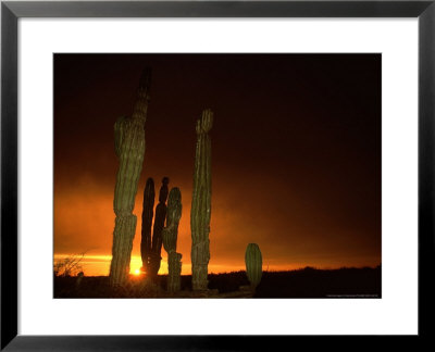 Cordon Cacti, Panorama, Mexico by Tobias Bernhard Pricing Limited Edition Print image