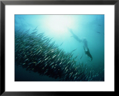 Gannet, Hunting, South Africa by Tobias Bernhard Pricing Limited Edition Print image