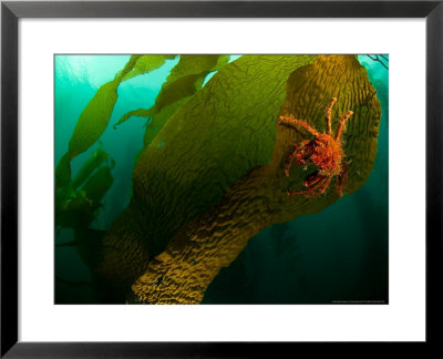 Antarctic Crab, Sub Antarctic by Tobias Bernhard Pricing Limited Edition Print image