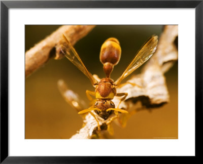 Wasp, Sindou, Burkina Faso by Emanuele Biggi Pricing Limited Edition Print image
